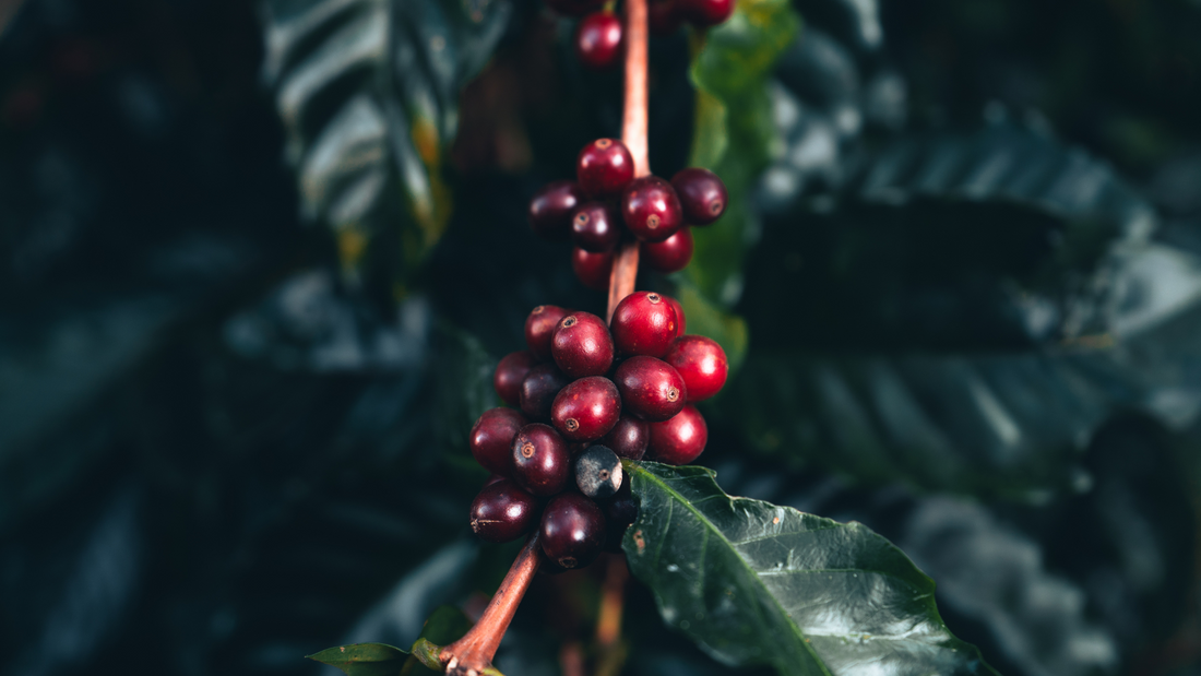 The Fascinating Journey: Unveiling the History of Coffee